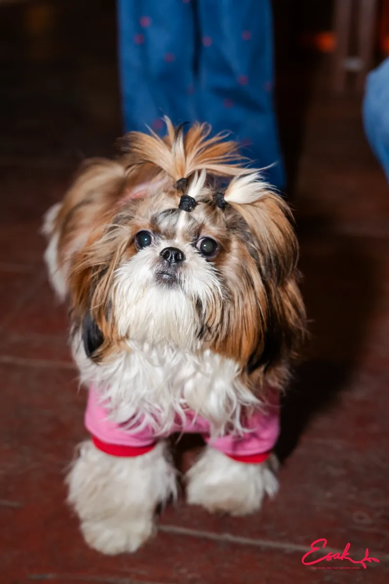 A Shih Tzu with pigtails in a blue jacket at Esak