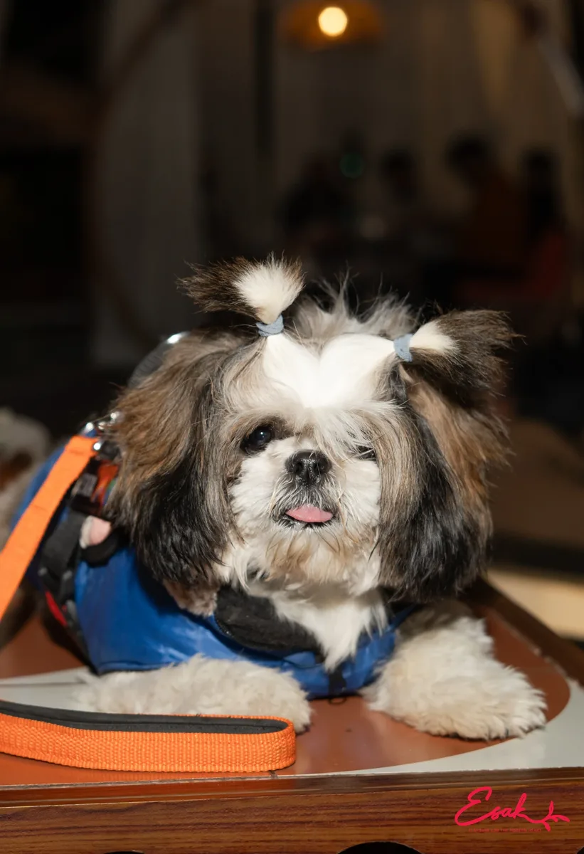 A Shih Tzu in a pink outfit at Esak