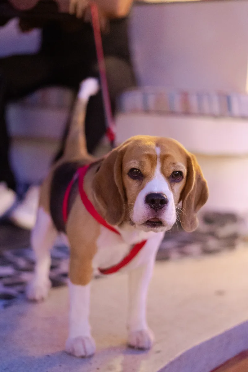 A Shih Tzu in a red harness at Uncover Avenue